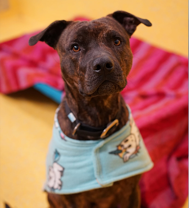 Dog with coat on in winter